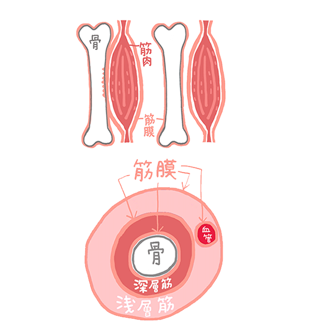 筋膜の説明画像